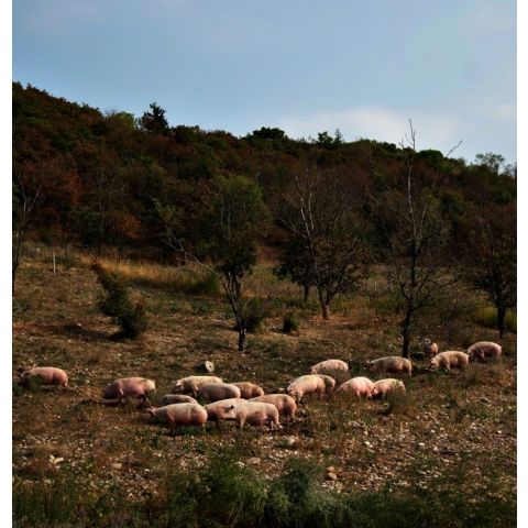 L'ALLEVAMENTO DEL SUINO E LA PRODUZIONE DI SALUMI: UN RACCONTO MILLENARIO DI ALIMENTAZIONE E CULTURA