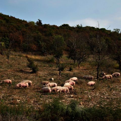 L'ALLEVAMENTO DEL SUINO E LA PRODUZIONE DI SALUMI: UN RACCONTO MILLENARIO DI ALIMENTAZIONE E CULTURA
